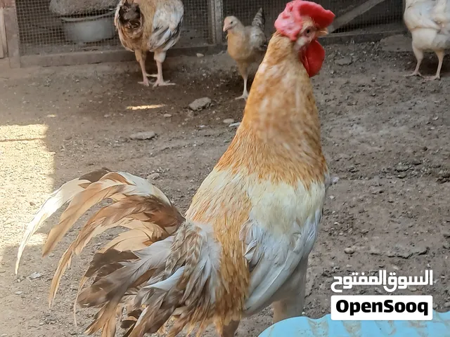 ديك باكستاني فرنسي حار و ديك عماني ابيض حار