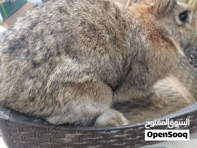 ارانب للبيع