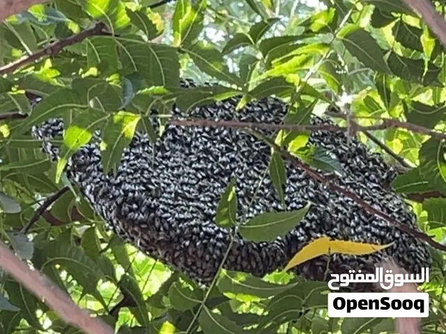خليه نحل ذباب