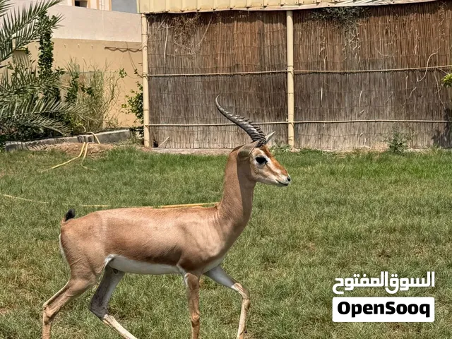 للبيع غزال ذكر مع التصريح