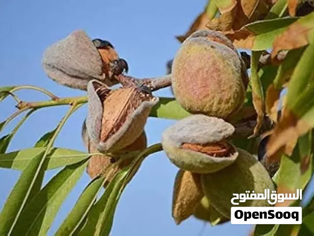 اشجار لوز مثمرة