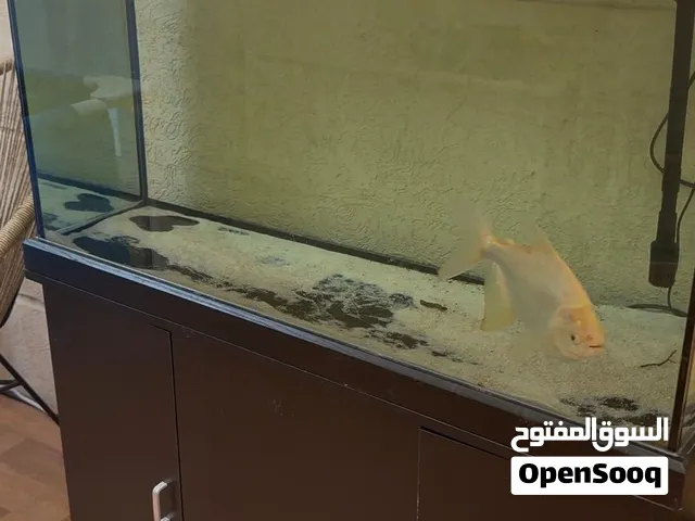 حوض سمك80قالون معه سستم فلتر و وطاوله له اكسترا كلير قلاس معه دفايات وكلشي تريده وسعر خاص