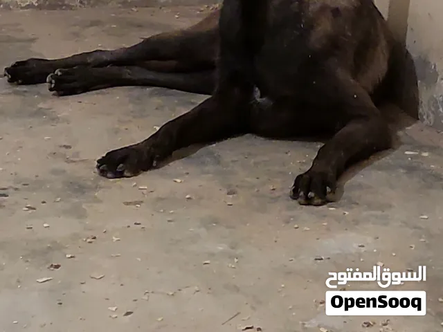 انثي مالينواا