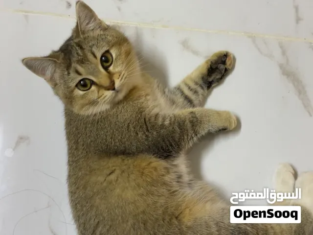 قطة مكس بريتش شورت هير 4 اشهر