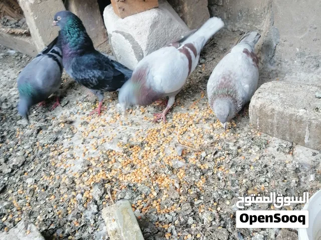 زواجل زوجين سود و زوج بخاريات و لوات 1 ومقلمه 1 شرط الصحه