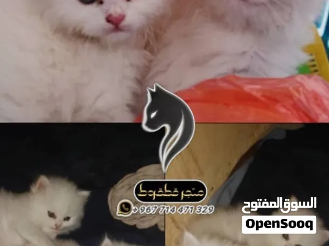 شيرازي بيور