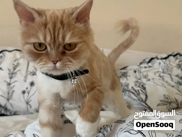قطوة  مطعمه قبل يومين