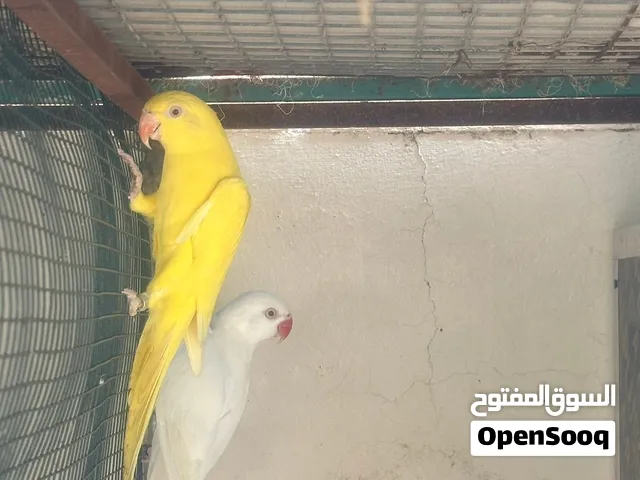 للبيع ازواج الدره الملونه + زوج نيبالي