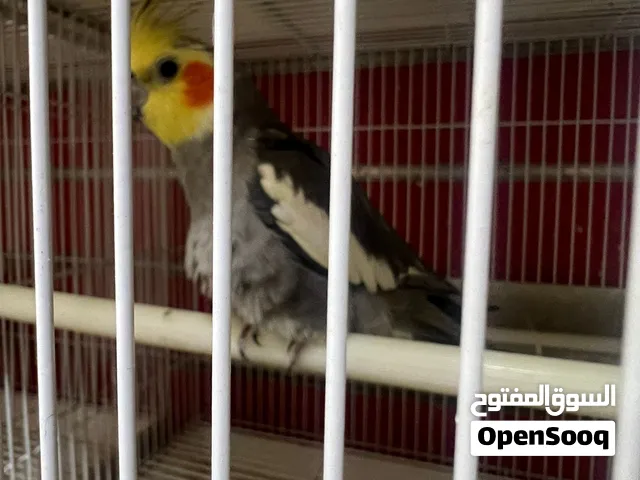 متوفر ببغاء كوكتيل بكل انواعة حبشي لاتينوا ازبيل والخ