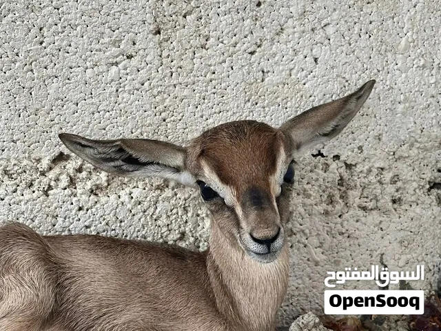 غزال اليف جداً
