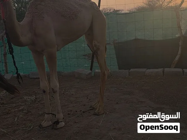 بسم الله الرحمن الرحيم