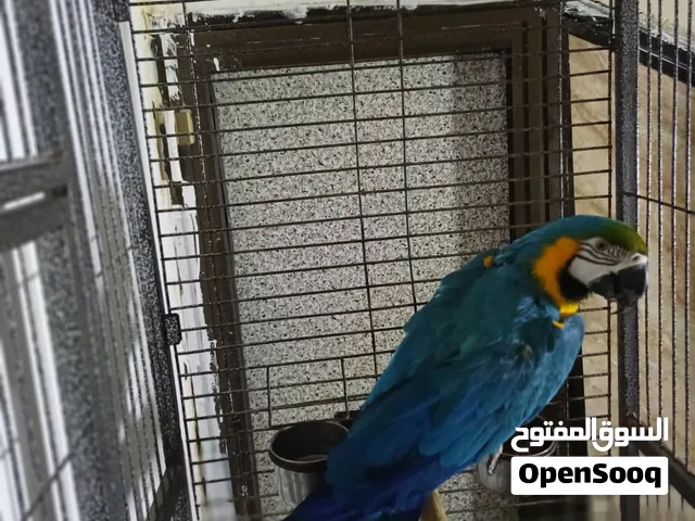 ببغاء مكوي