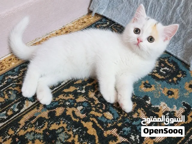 قطط هملايا وبيرشن