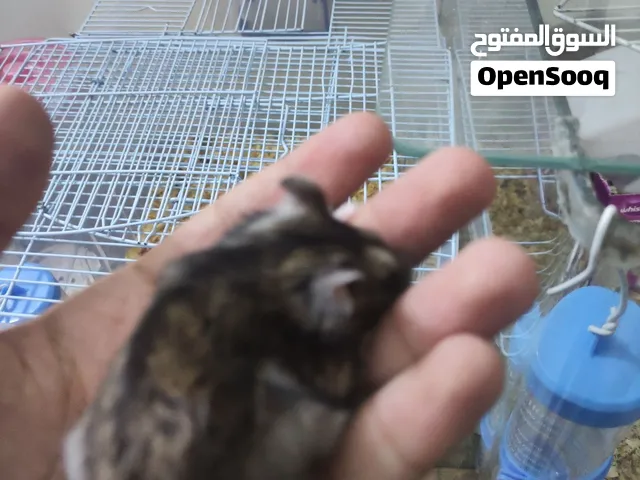هامستر روسي