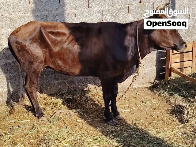 بقرا للبيع