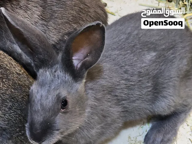 أرانب أعمار وألوان مختلفة للبيع