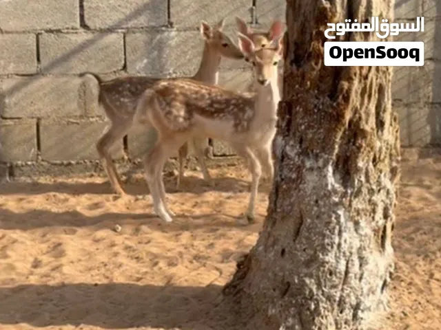 غزلان فلودير (ذكور)  العمر شهرين
