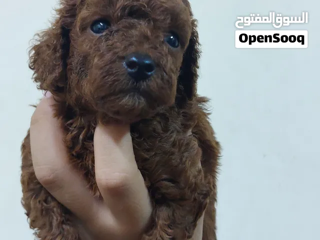 توى بودل ذكر  عمر 34 يوم دباديب هتستلمو مطعم اب وام مستوردين من كوريا