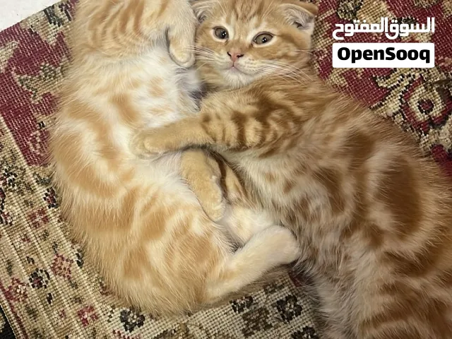 قطط سكوتش فولد