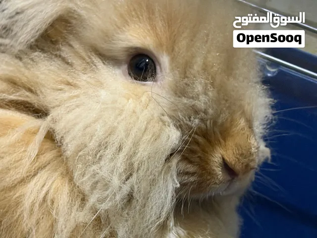 للبيع ارنب و ارنبه
