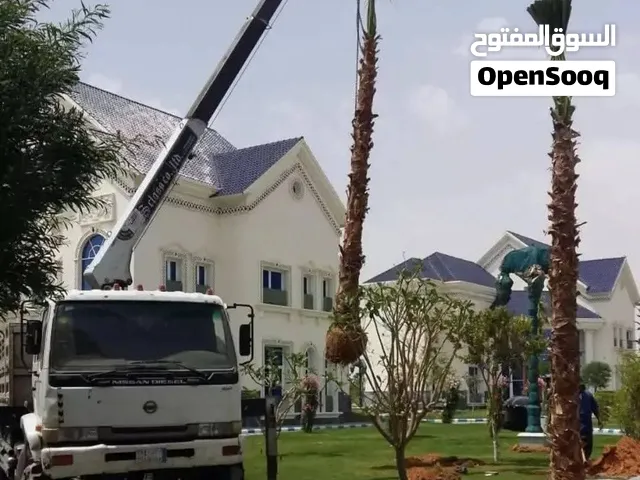نخل واشنطن امريكي  درجه اولئ شامل التوصيل  جميع مناطق المملكه