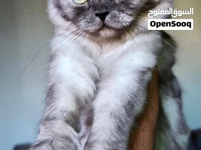 قطة تعز المدينة شوف الاعلان