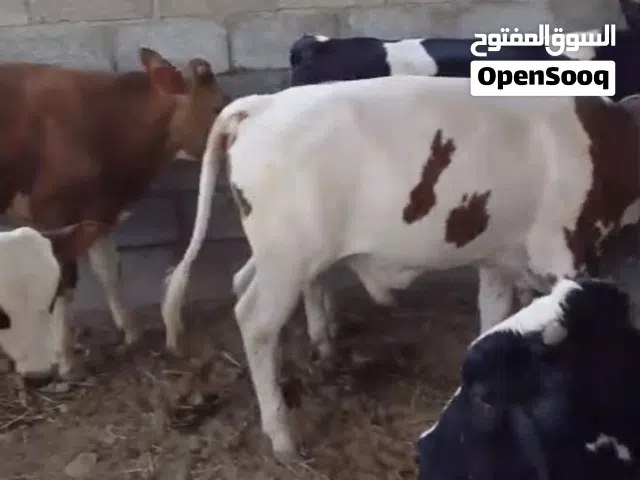 للبيع عجال محلية