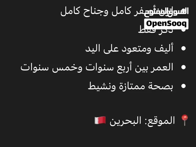 مطلوب كوكتيل لاتينو أصفر كامل — ذكر أليف بعمر 4 او 5 سنوات
