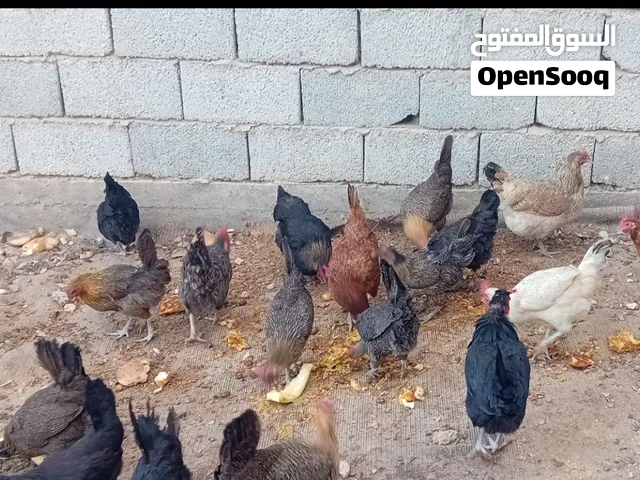 اقرا الوصف