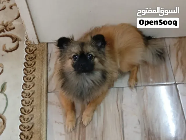 كلب بومرينيان فوكس فيس