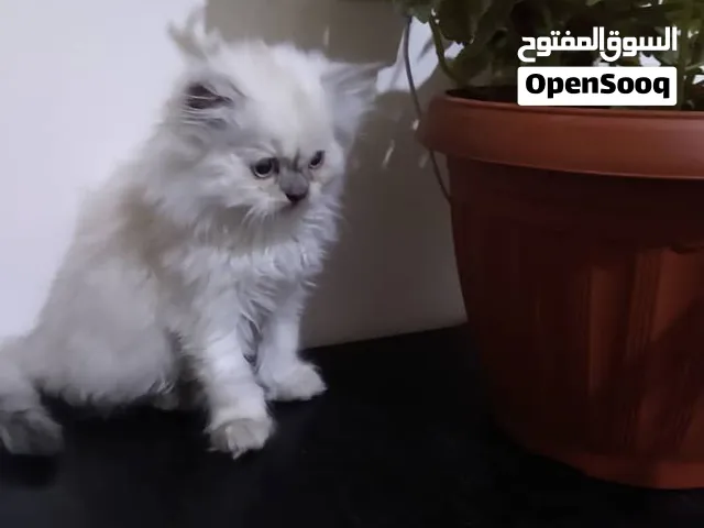 قطط شيرازي للبيع