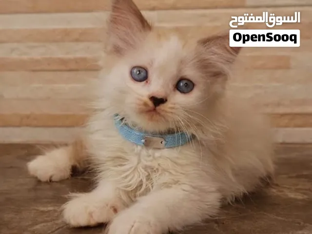 قط هيمالايا راغدول عمر شهرين
