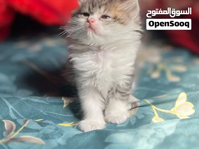 حلويات انثى شيرازي تايقر عمر 45 يوم شعر كثيف متوفر حبه فقط الحق العرض قبل ما تروح عليك