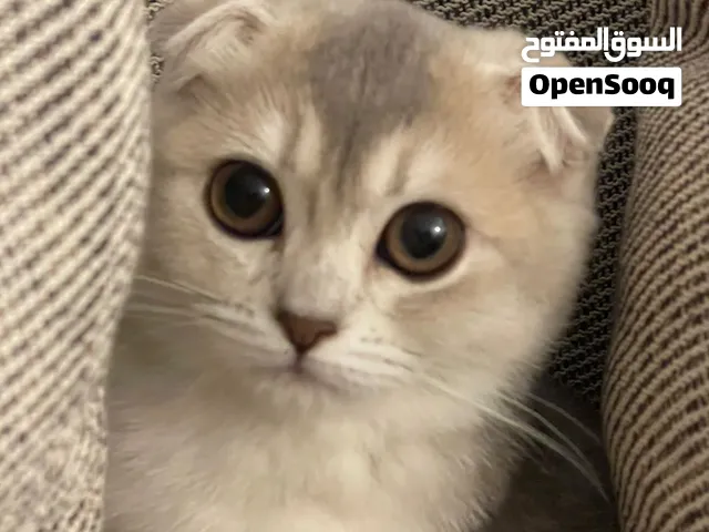 سكوتش فولد