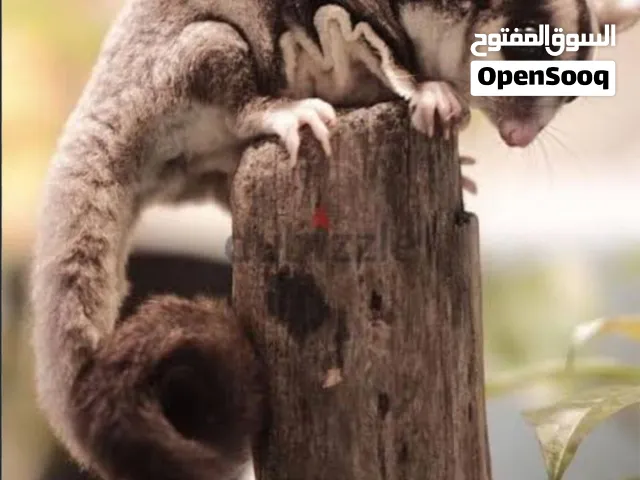 شوقر جلايدر