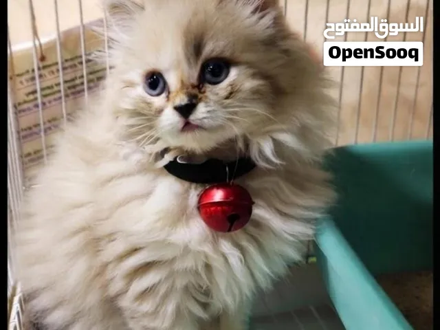 قطه انثى هملايا لطيفه جدا وانيقه