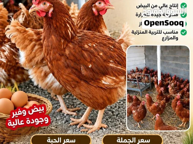 للبيع دجاج بياض لوهمان هولندي تابع الوصف