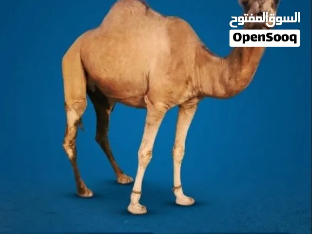 ناقة للبيع سمينه ما شاء الله
