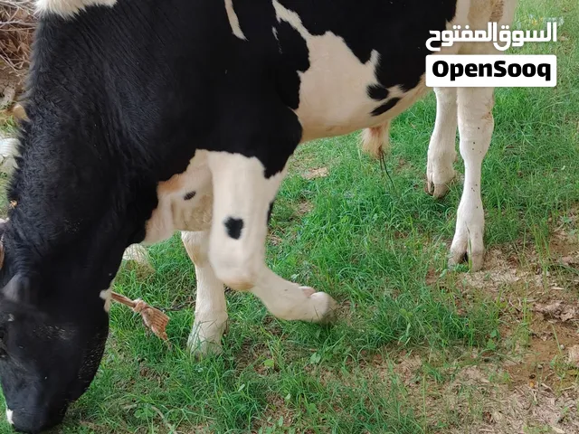 عجل ربي ايبارك للبيع