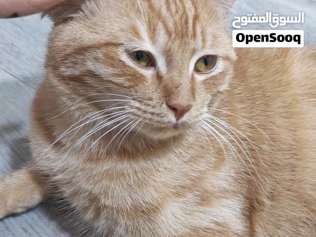 قط هجين للتبني مرح ولعوب  نظيف جداً وملقح ودفتر لقاحاته موجود
