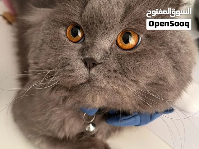 سكوتش فولد ذكر للبيع