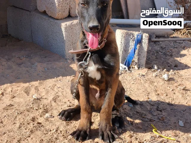مينوا وساوم