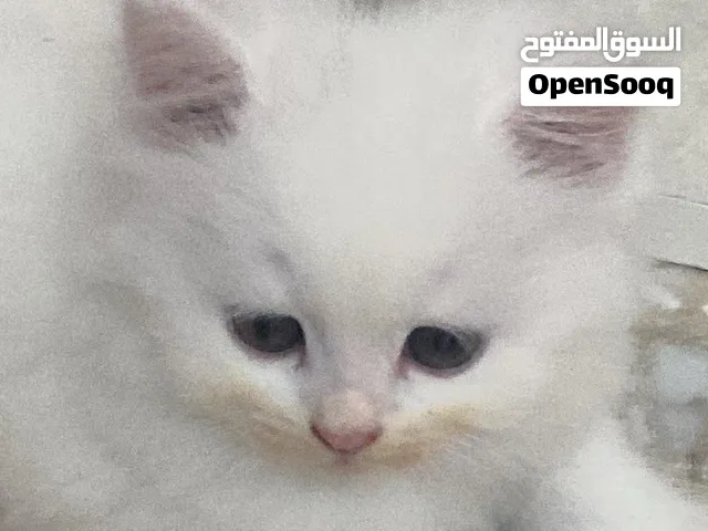 قطة شيرازي  شهرين