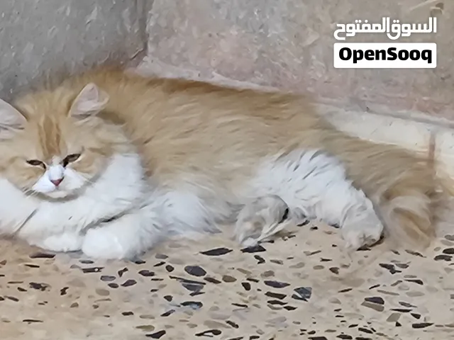 قطط شيرازي