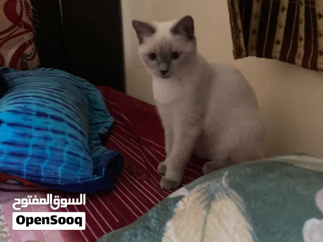 Siamese (5 months old) Kitten