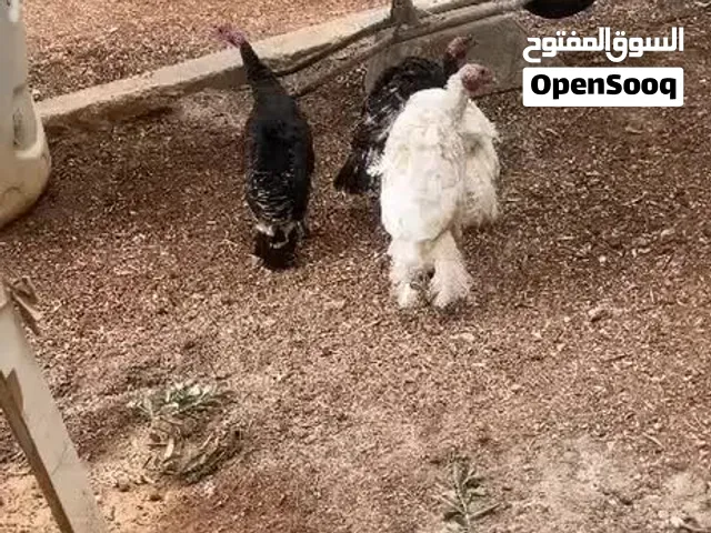 جوزين حبش بسم الله ما شاء الله بصلاة على النبي