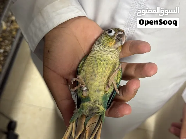 متوفر فروخ كنيور و صن كنيور و درة ملونه