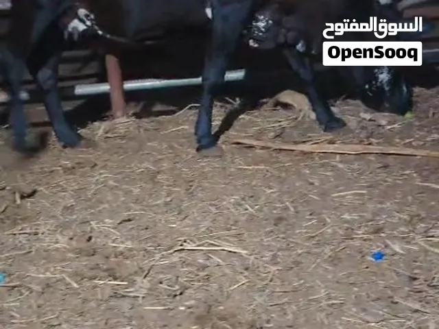 لبيع  بقره حلوه بياض الوجه سمينه تارسه لحم عجم كبير ضخمه مد وشور تربيه او ذبح اليوم طالبه الثور