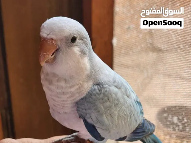 كويكر ابلين بلو هادئ جدا و امن علي الاطفال
