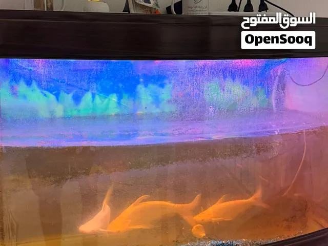 للبيع القرش القزحي الألبينو